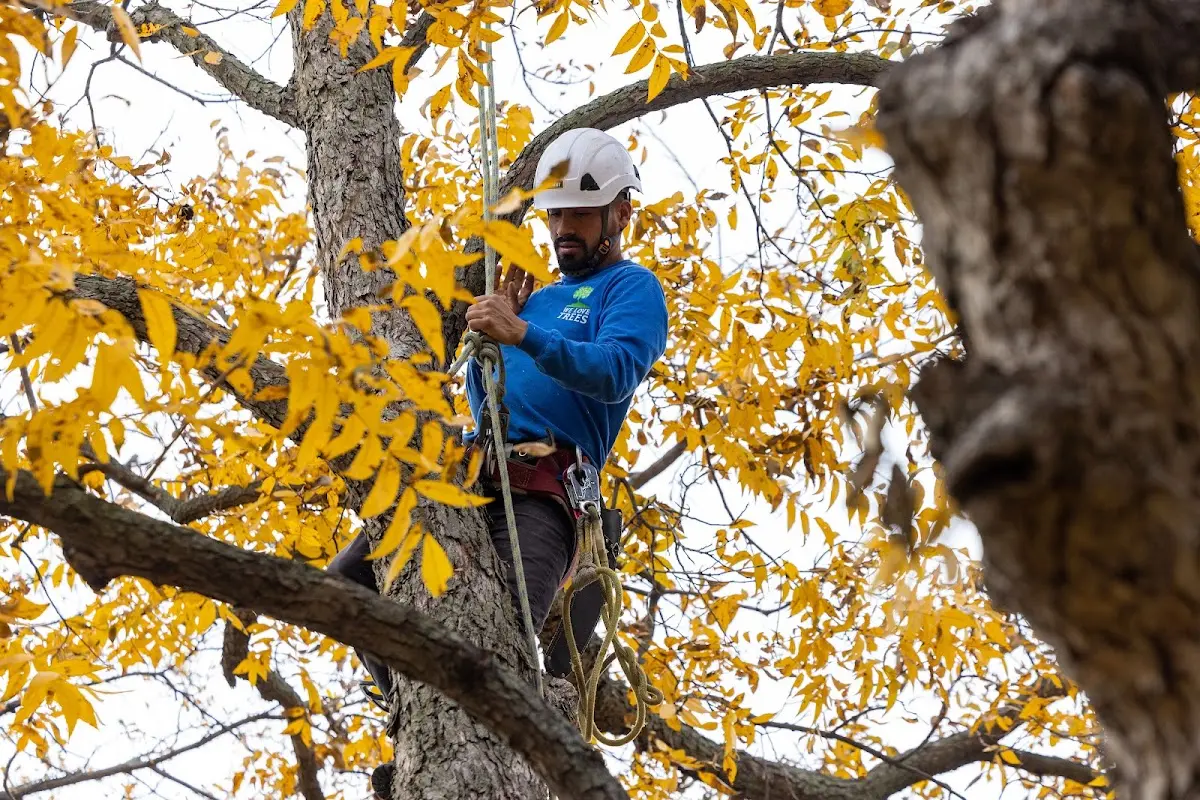 Skilled Tree Planing crew working in Tyler